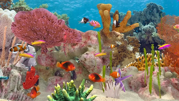 Aquário de recife em Fish Farm 3 com peixes-palhaço, uma estrela-do-mar lilás e corais laranja